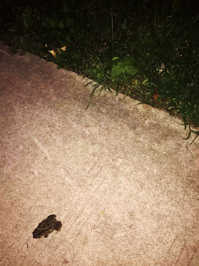 道南的蛤蟆想往北