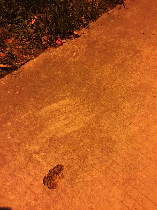 道南的蛤蟆想往北