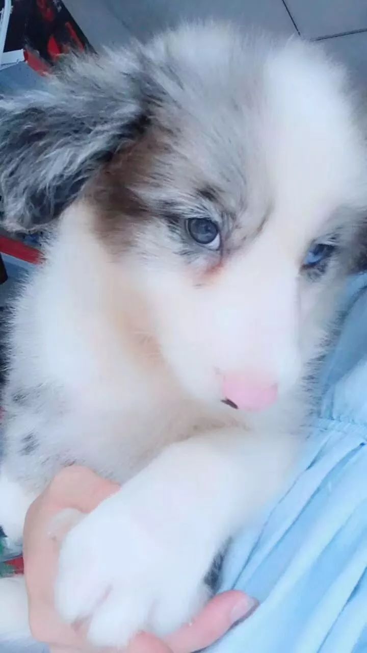 猫狗猫狗 ｜ 1. 见面尿礼