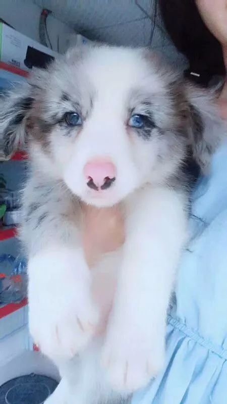 猫狗猫狗 ｜ 1. 见面尿礼