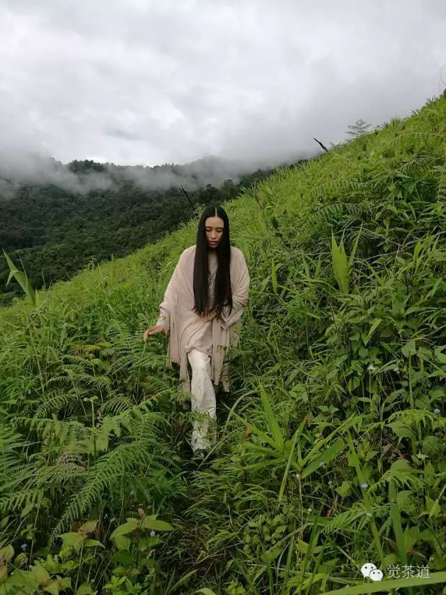 【觉茶道】品茶悟道，缘劫由心——汪云老师的茶人生