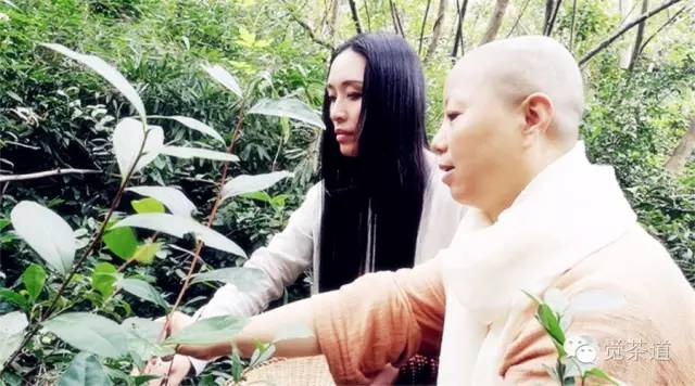 【觉茶道】品茶悟道，缘劫由心——汪云老师的茶人生