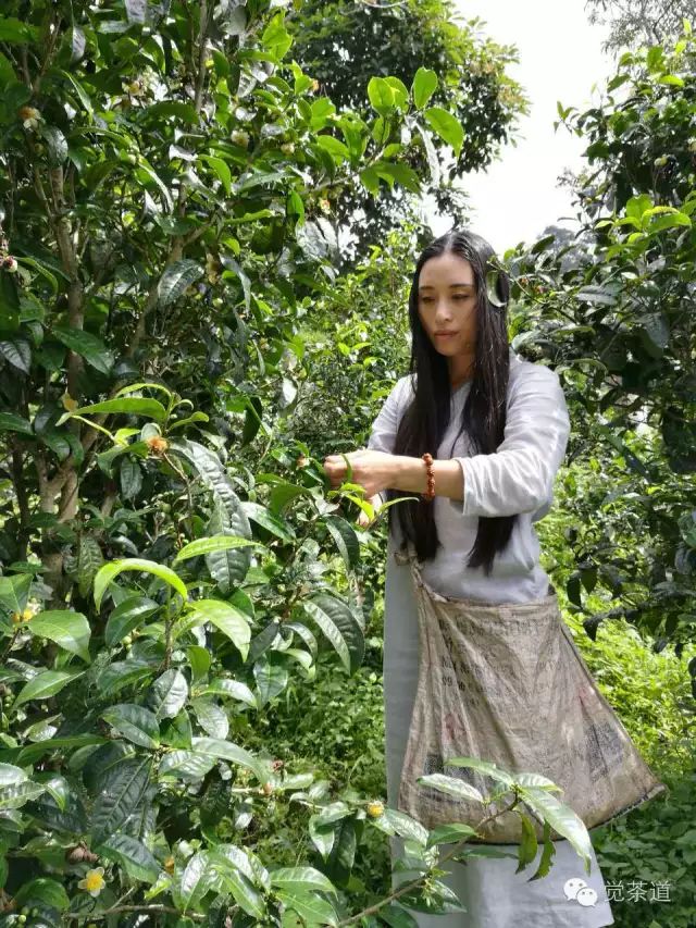 【觉茶道】品茶悟道，缘劫由心——汪云老师的茶人生