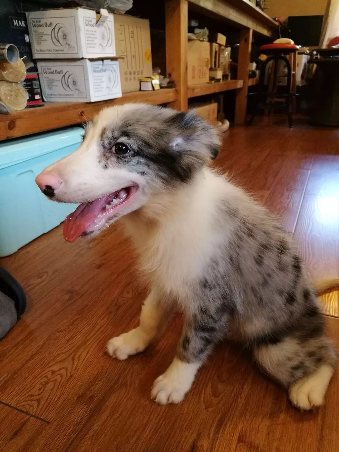 猫狗猫狗 | 2. 二胎狗娘的烦恼 猫狗猫狗 | 2. 二胎狗娘的烦恼