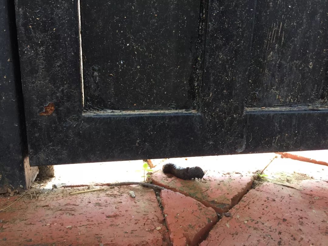 猫狗猫狗 | 2. 二胎狗娘的烦恼 猫狗猫狗 | 2. 二胎狗娘的烦恼