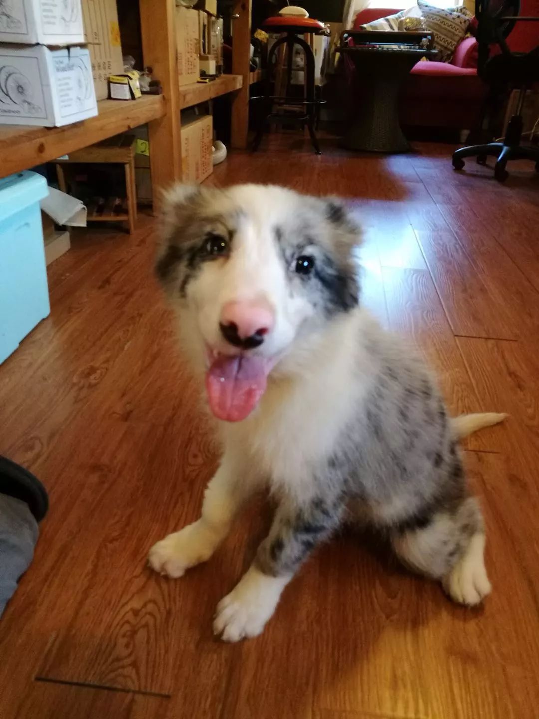 猫狗猫狗 | 2. 二胎狗娘的烦恼 猫狗猫狗 | 2. 二胎狗娘的烦恼