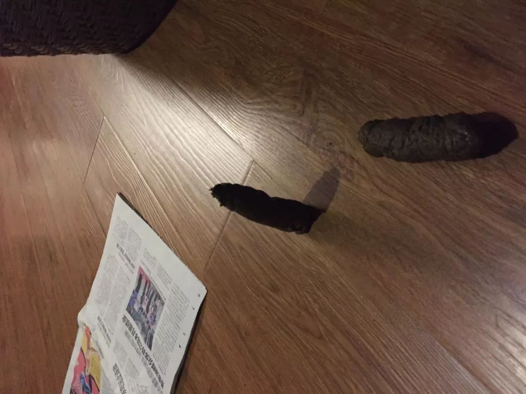 猫狗猫狗 | 2. 二胎狗娘的烦恼 猫狗猫狗 | 2. 二胎狗娘的烦恼