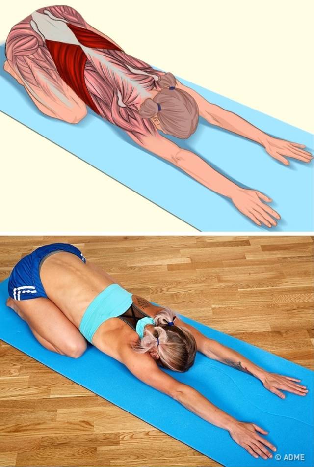 18张高清瑜伽体式解剖图，精确科学拉伸很重要！