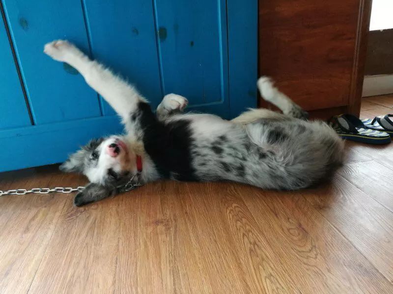 猫狗猫狗 | 2. 二胎狗娘的烦恼 猫狗猫狗 | 2. 二胎狗娘的烦恼