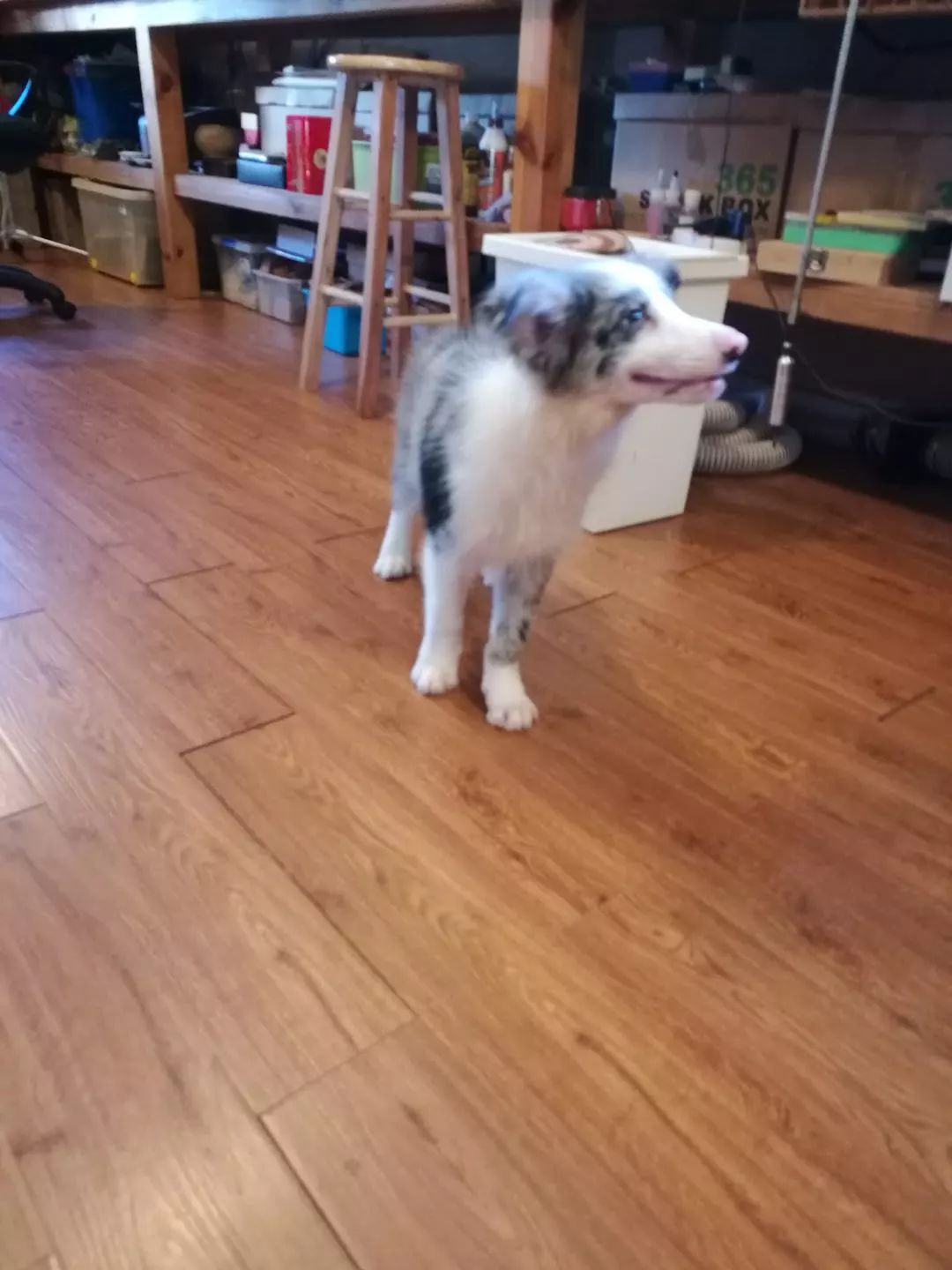 猫狗猫狗 | 2. 二胎狗娘的烦恼 猫狗猫狗 | 2. 二胎狗娘的烦恼