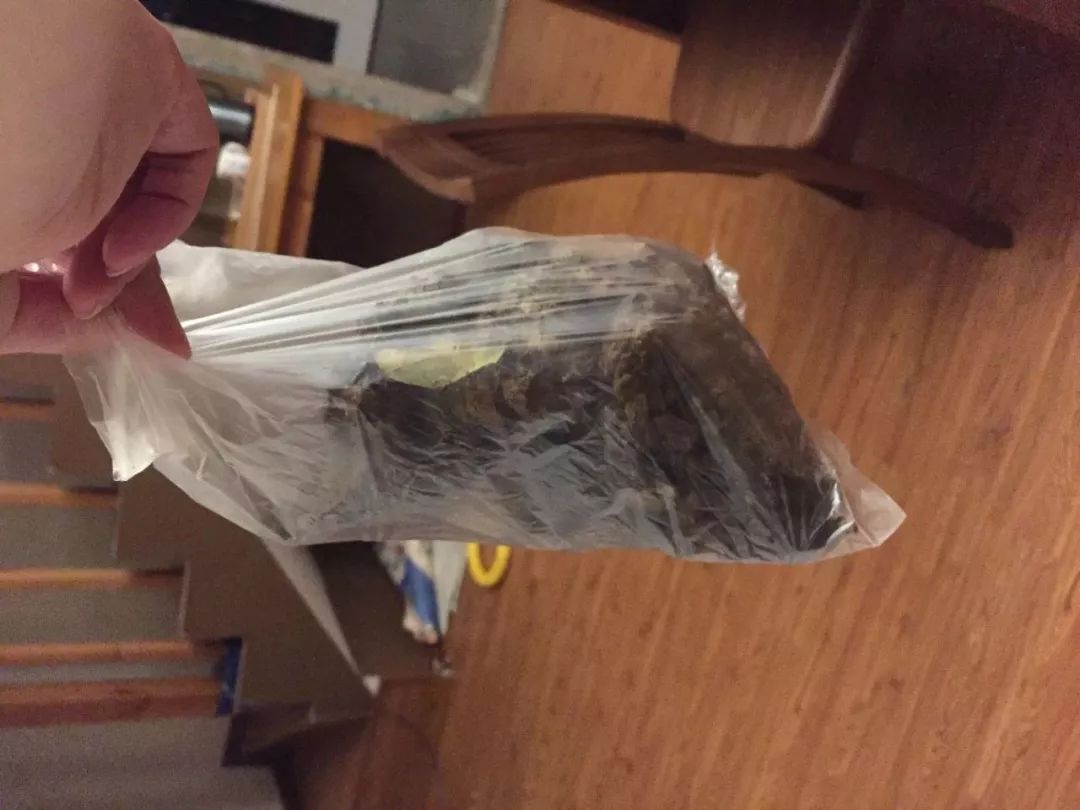 猫狗猫狗 | 2. 二胎狗娘的烦恼 猫狗猫狗 | 2. 二胎狗娘的烦恼