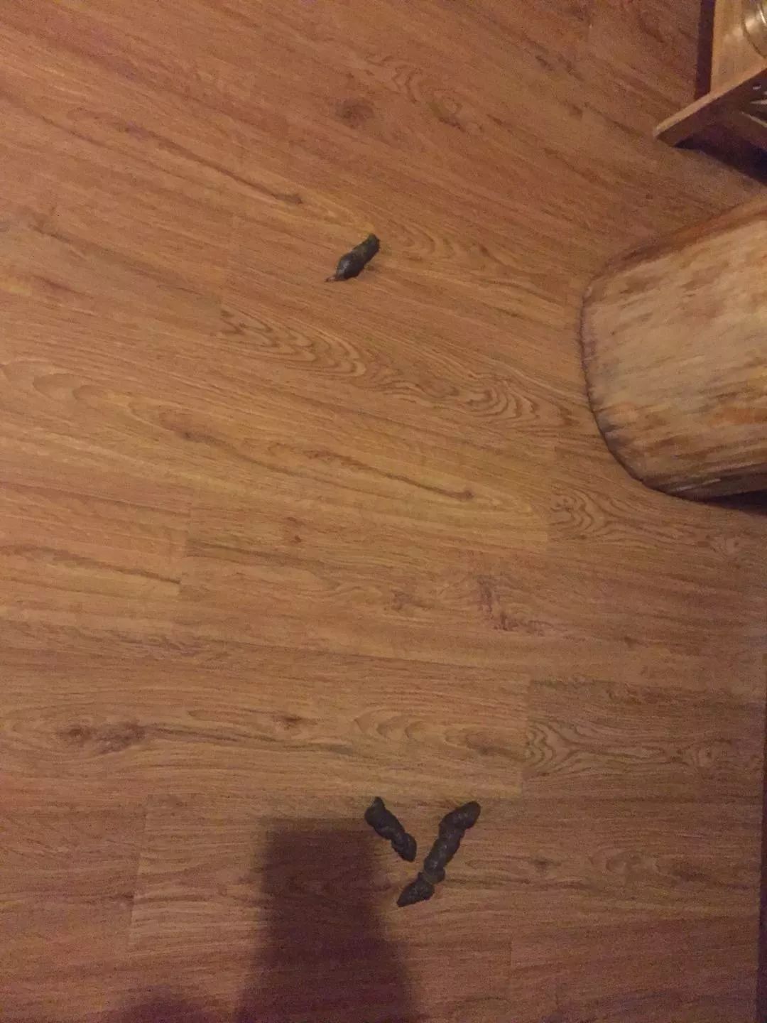 猫狗猫狗 | 2. 二胎狗娘的烦恼 猫狗猫狗 | 2. 二胎狗娘的烦恼