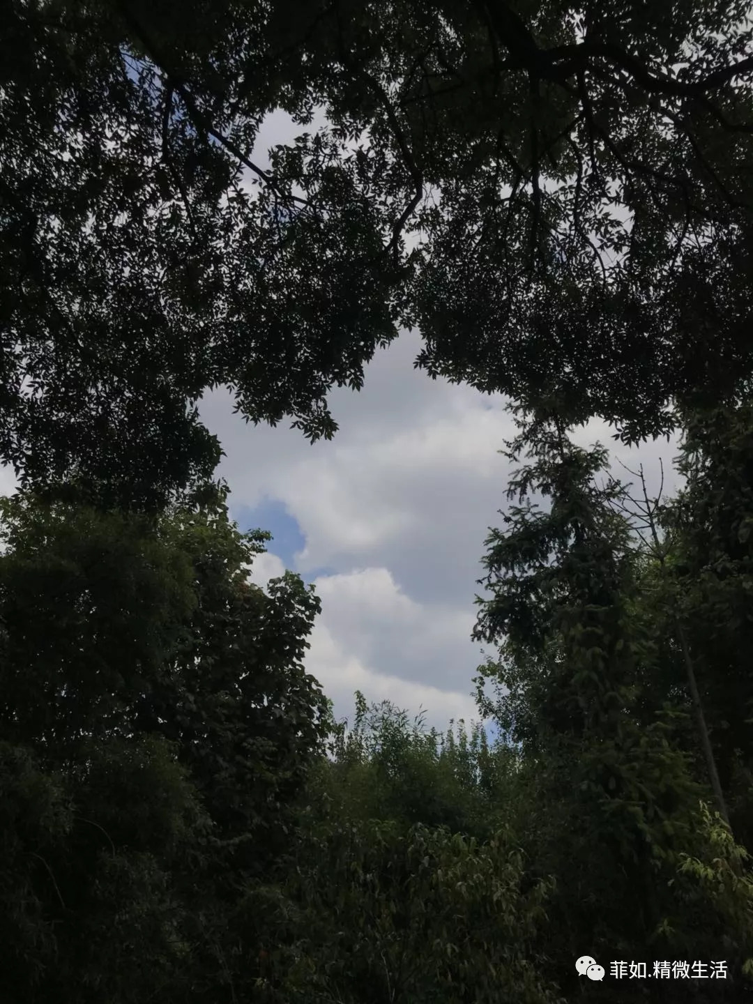 紫薇花开在梦里 紫薇花开在梦里