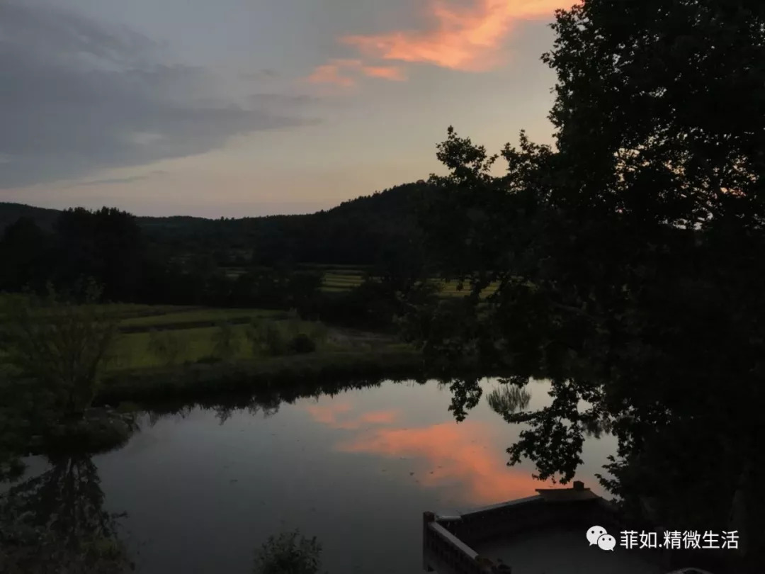 紫薇花开在梦里 紫薇花开在梦里