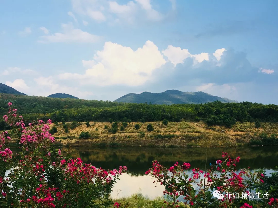 紫薇花开在梦里 紫薇花开在梦里