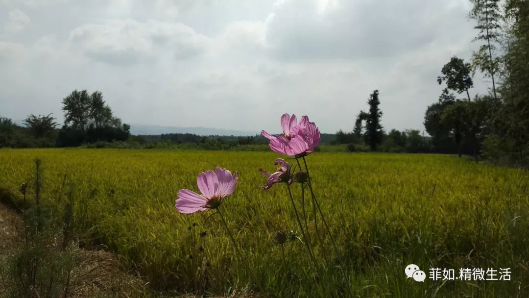 紫薇花开在梦里 紫薇花开在梦里