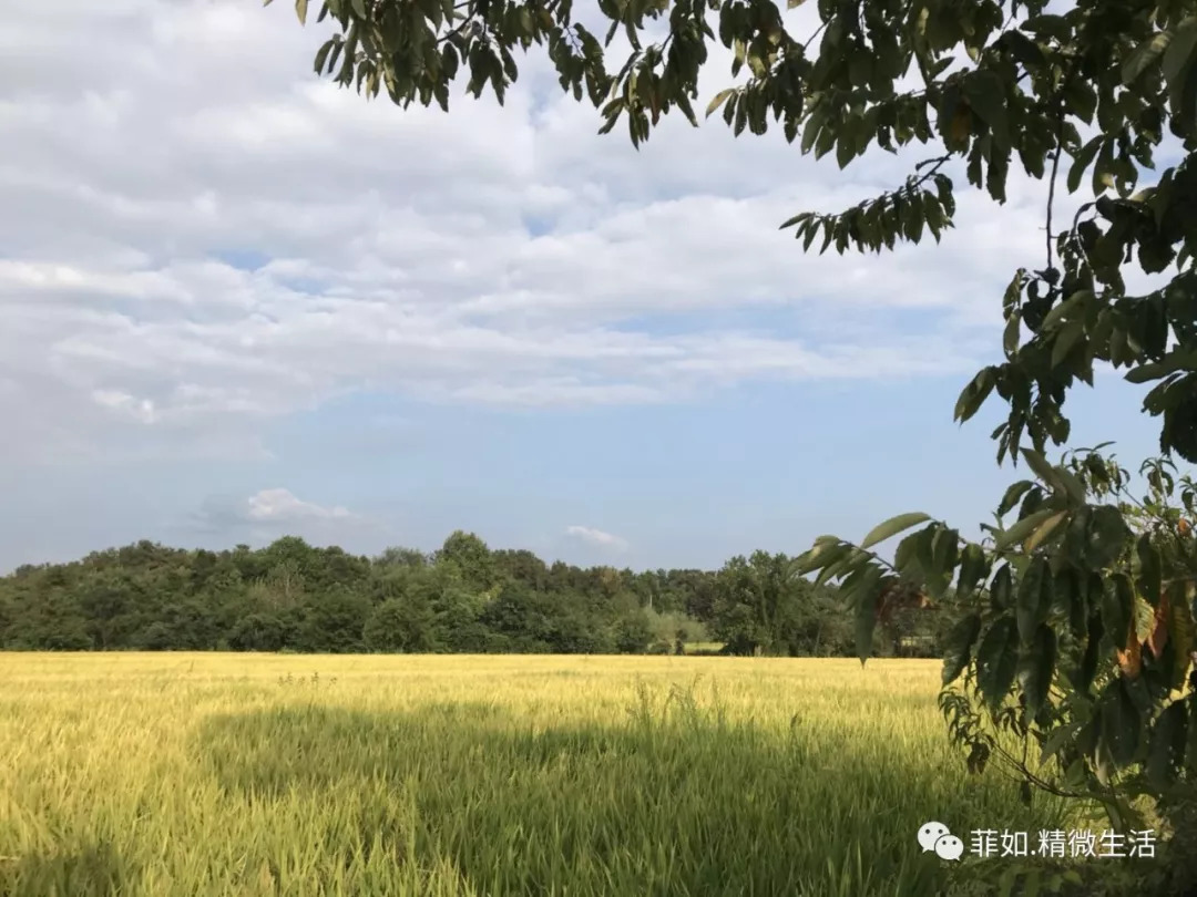 紫薇花开在梦里 紫薇花开在梦里