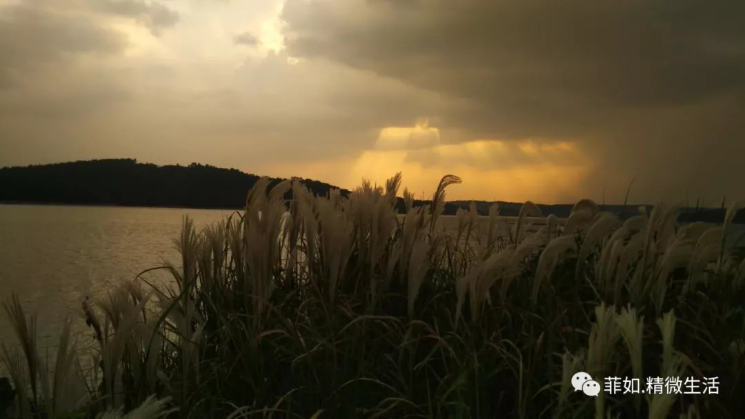 紫薇花开在梦里 紫薇花开在梦里