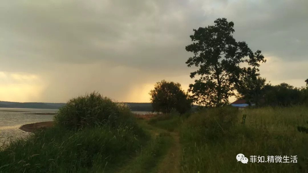 紫薇花开在梦里 紫薇花开在梦里