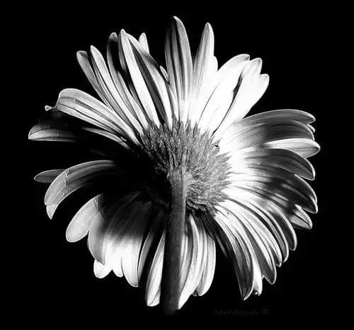 黑白摄影触及灵魂深处的颜色 五个元素拍出好黑白作品