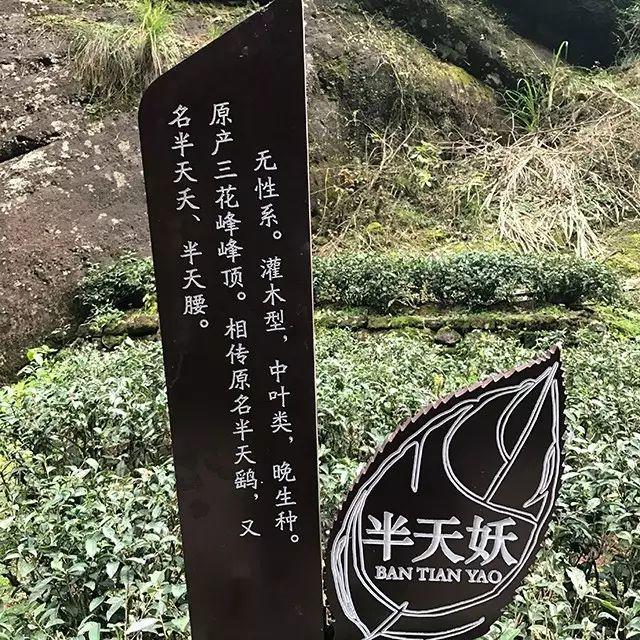 了解岩茶，从这里入门！