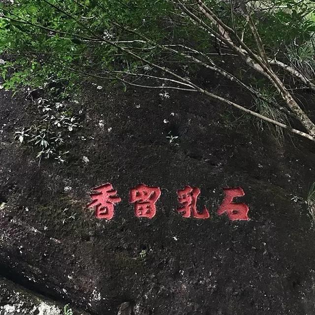 了解岩茶，从这里入门！