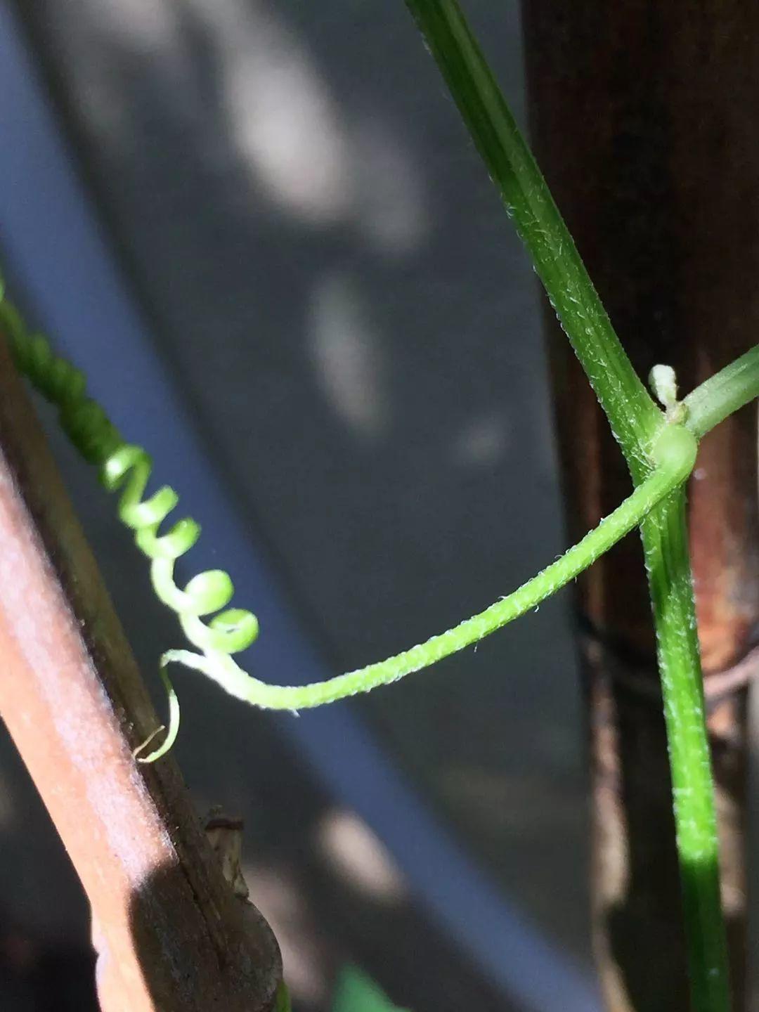 猫叔猫婶 Ｉ 我们这一年