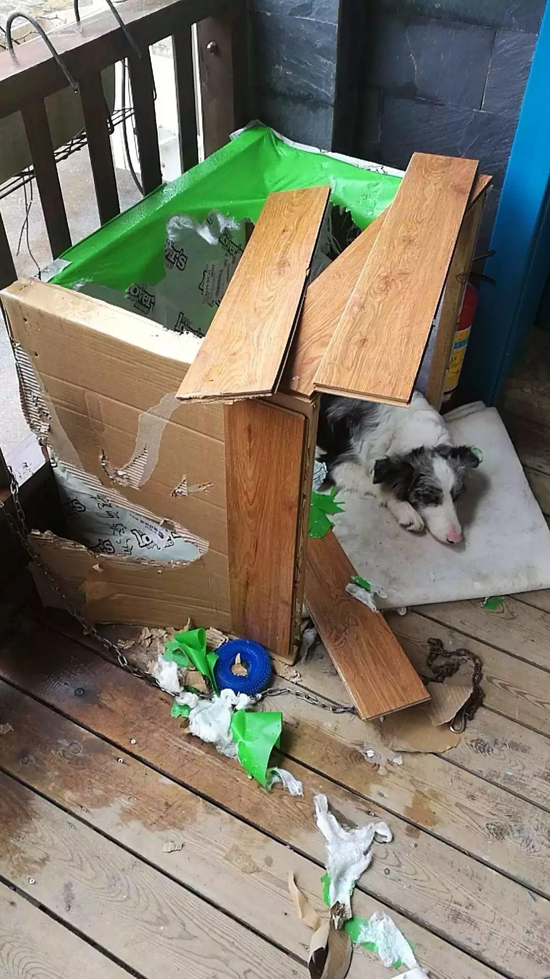 猫叔猫婶 Ｉ 我们这一年