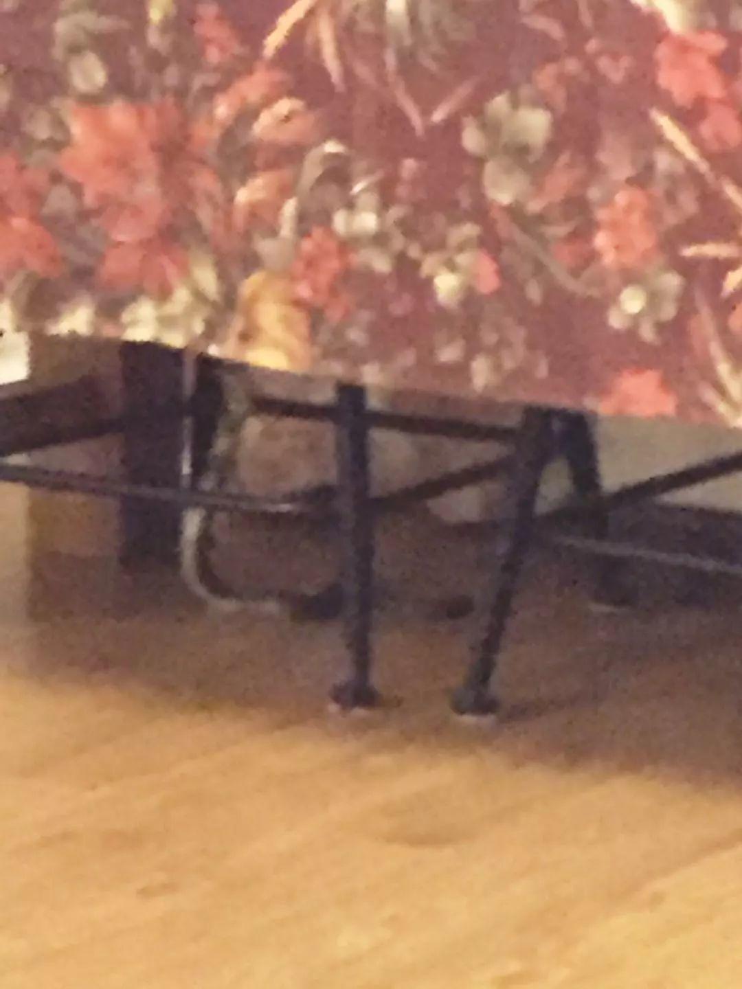 猫叔猫婶 Ｉ 我们这一年
