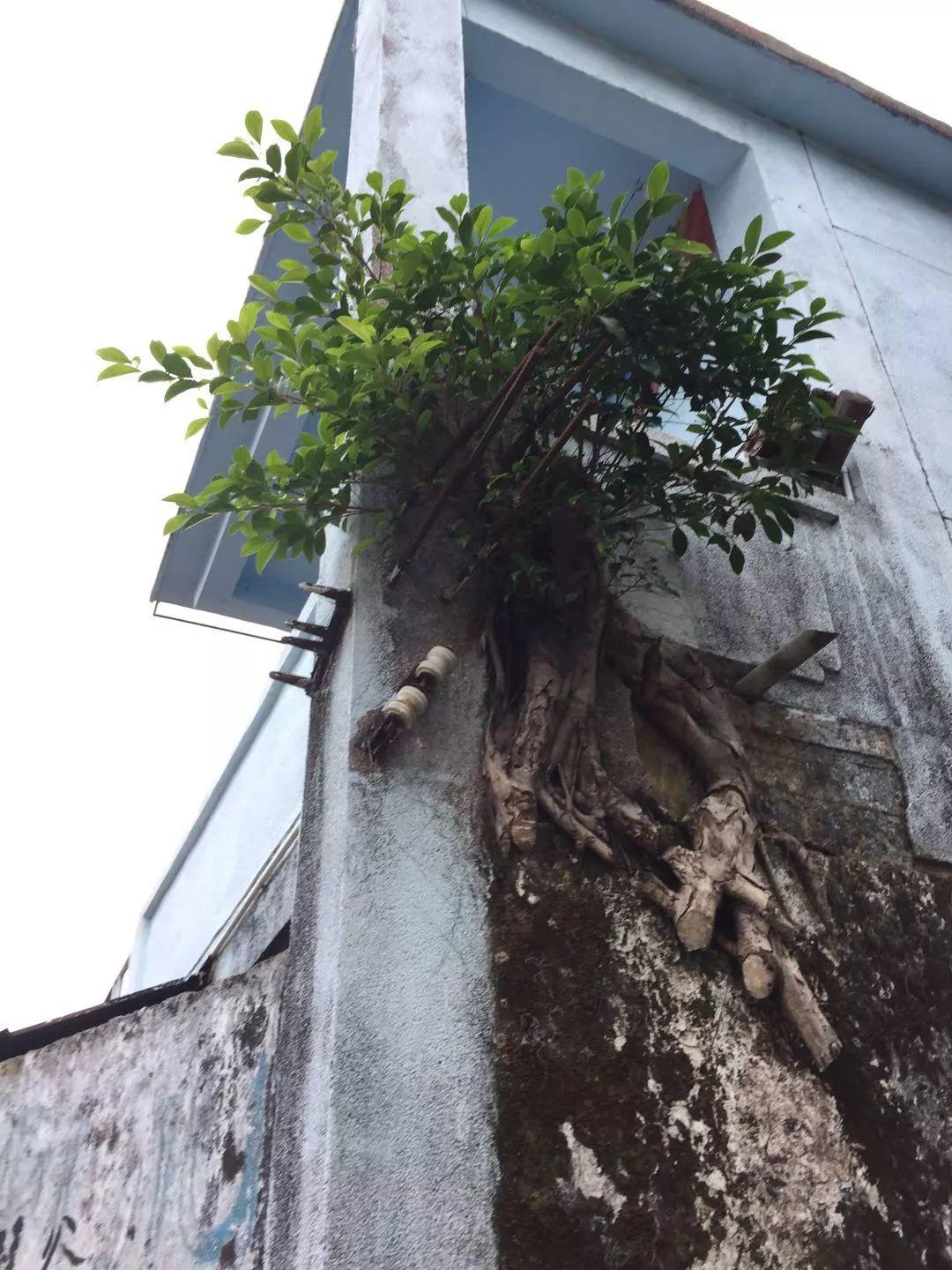 猫叔猫婶 Ｉ 我们这一年