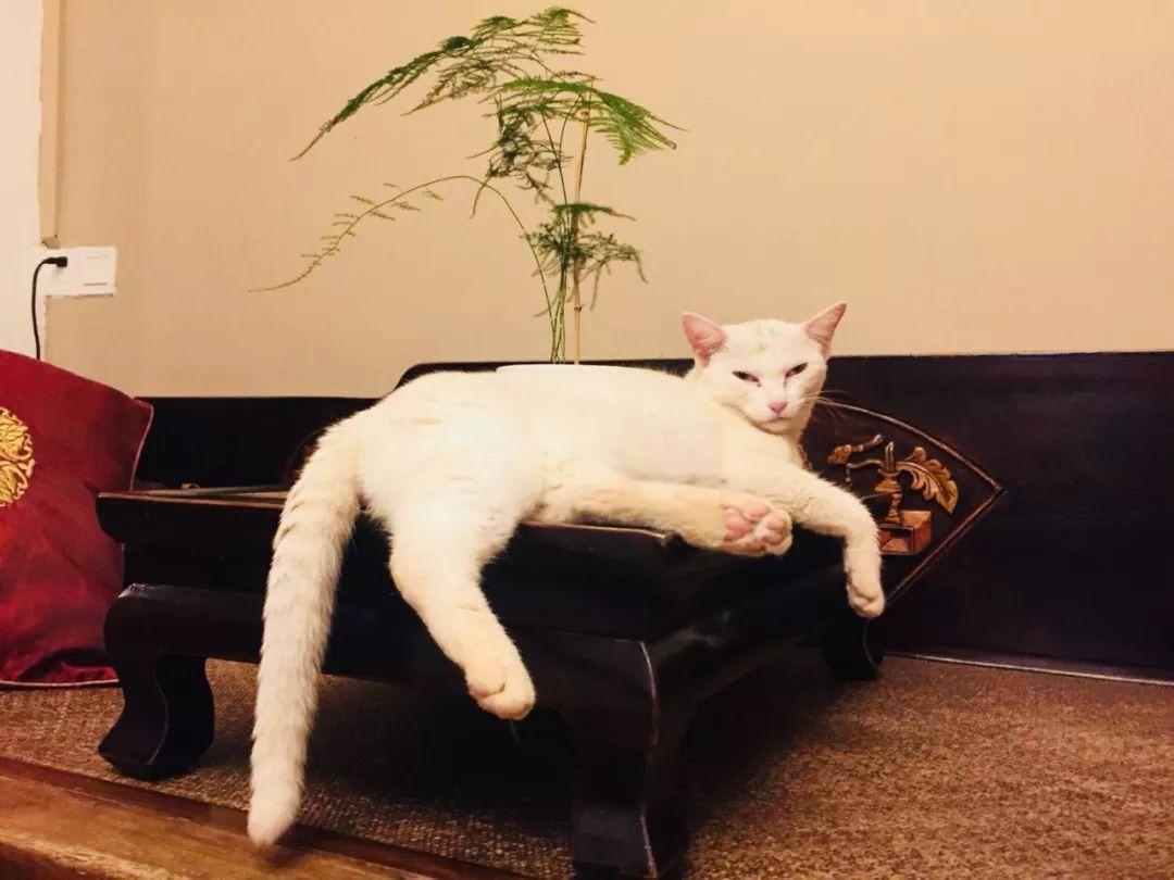 猫叔猫婶 Ｉ 我们这一年