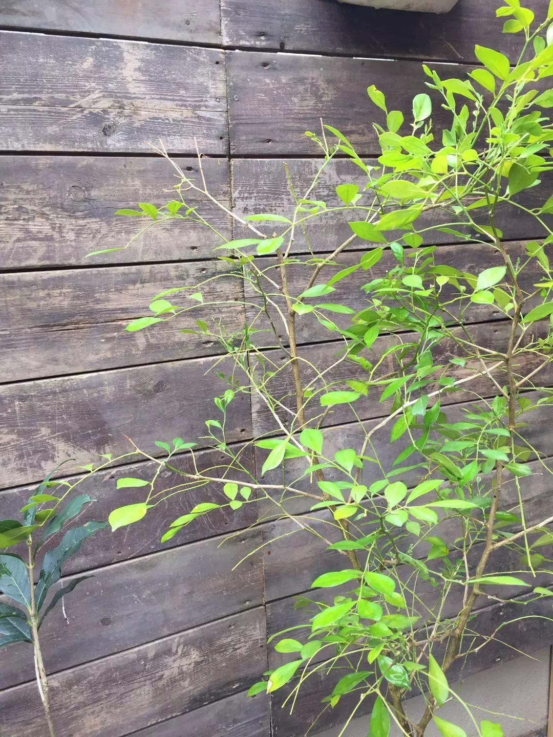 猫叔猫婶 Ｉ 我们这一年