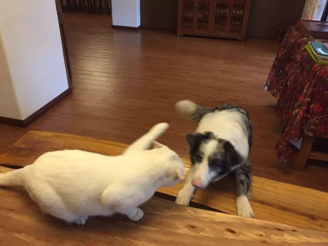 猫叔猫婶 Ｉ 我们这一年