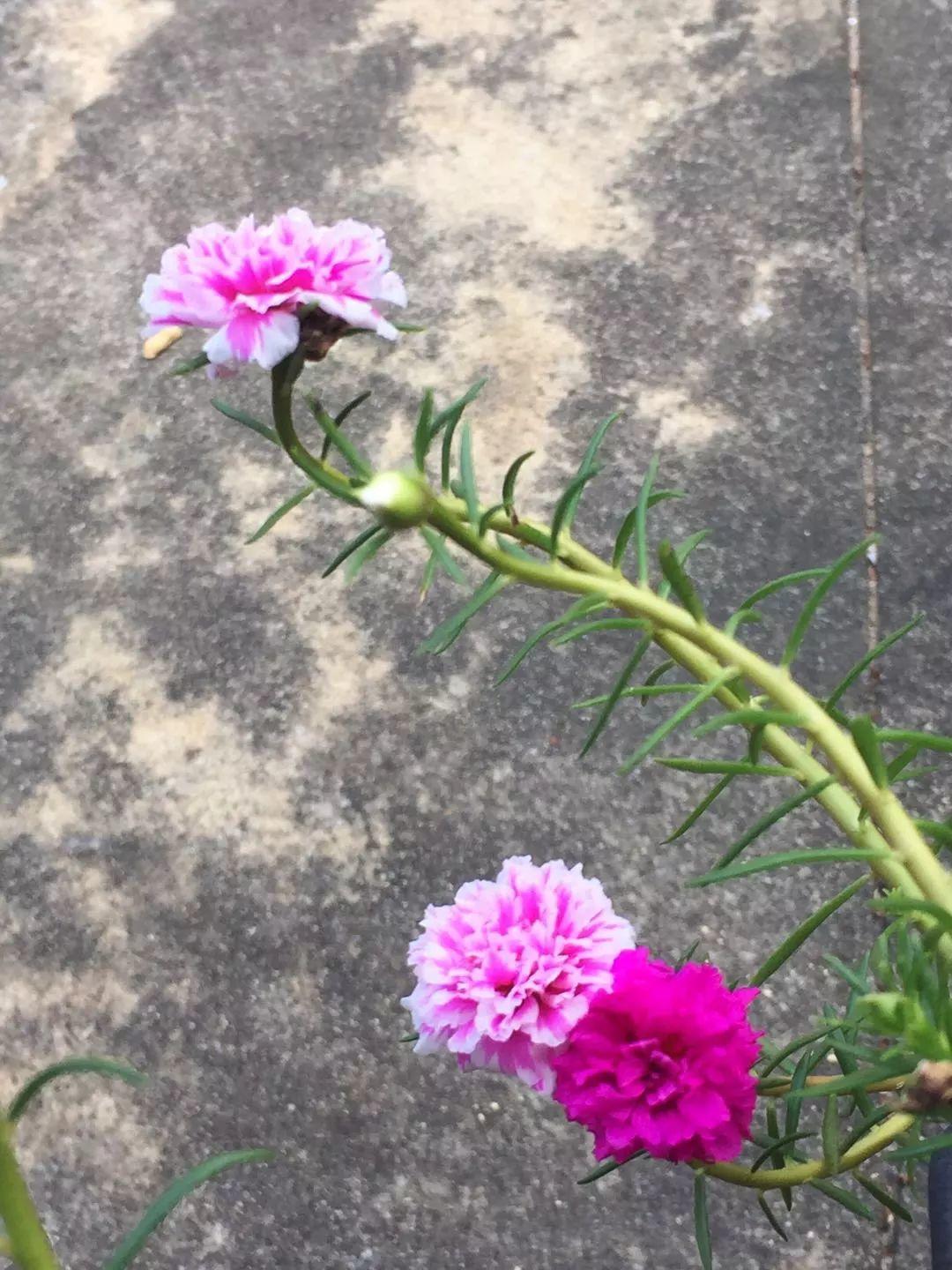 猫叔猫婶 Ｉ 我们这一年