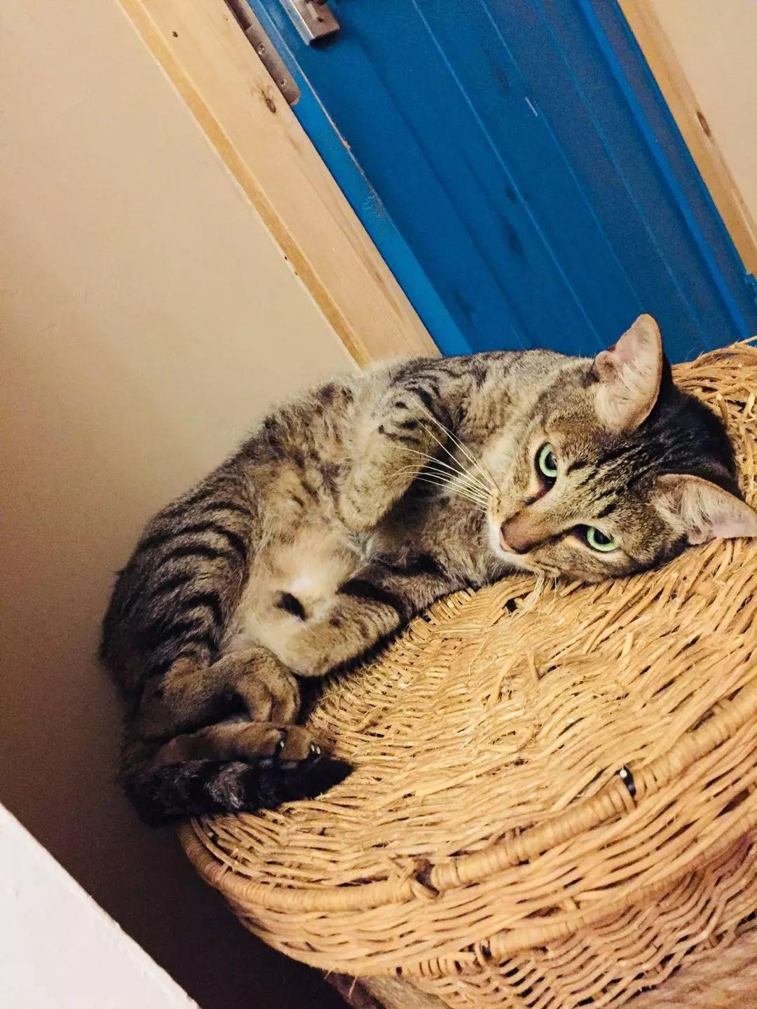 猫叔猫婶 Ｉ 我们这一年