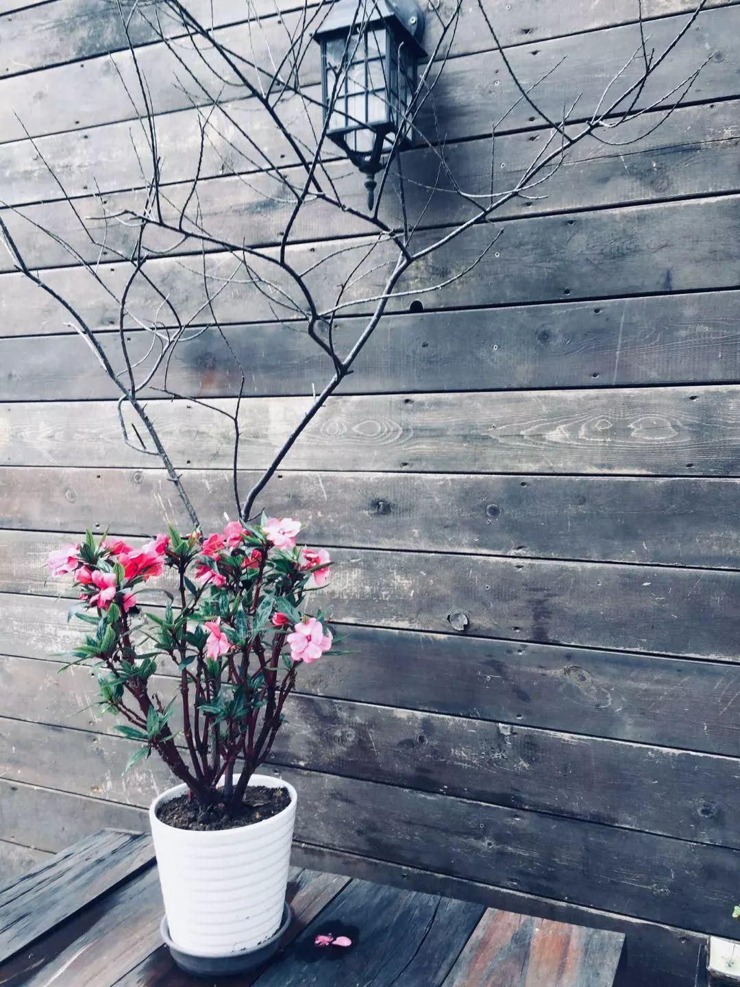 猫叔猫婶 Ｉ 我们这一年