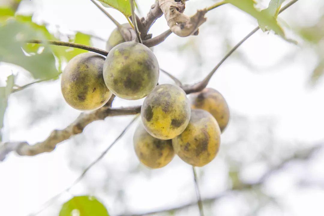 做茶点|佛手云糕-野酸枣糕-南酸枣糕