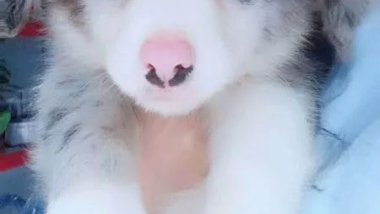 猫狗猫狗 | 2. 二胎狗娘的烦恼