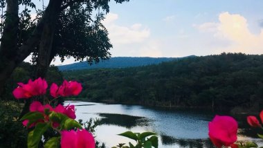 紫薇花开在梦里