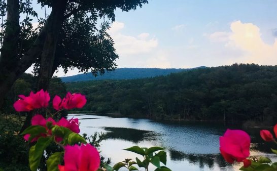 紫薇花开在梦里