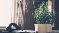 精微生活:六月末的心茶瑜伽