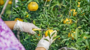 同一批次的新会陈皮,为何颜色有“深”有“浅”?