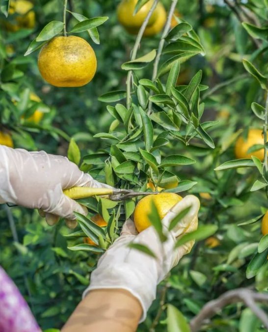 同一批次的新会陈皮,为何颜色有“深”有“浅”?